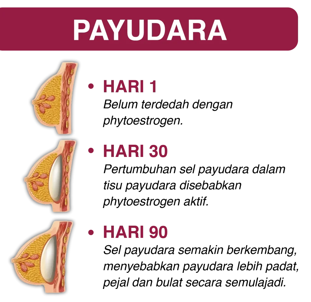 Phytoestroplus-Payudara